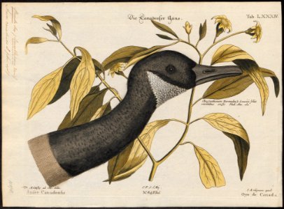 Branta canadensis - 1700-1880 - Print - Iconographia Zoologica - Special Collections University of Amsterdam - UBA01 IZ17600175