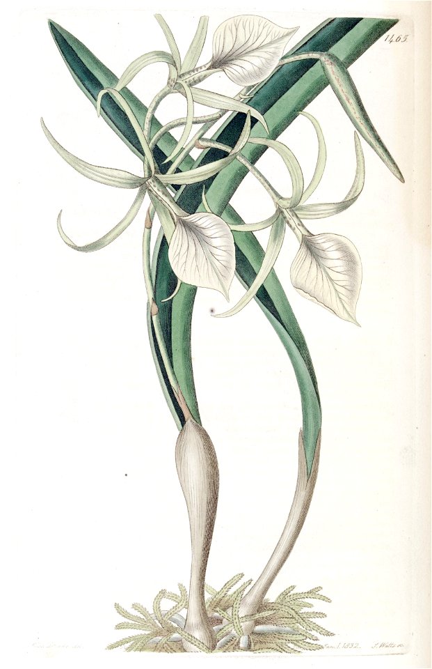 Brassavola nodosa - Edwards vol. 17 pl. 1465 (1831)