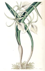 Brassavola nodosa - Edwards vol. 17 pl. 1465 (1831)