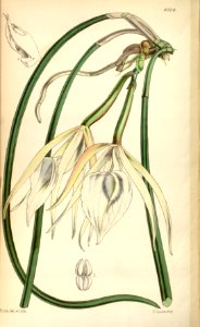 Brassavola acaulis (as Brassavola lineata) - Curtis' 79 (Ser. 3 no. 9) pl. 4734 (1853). Free illustration for personal and commercial use.
