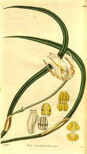 Brassavola tuberculata - Curtis' 56 (NS 3) pl. 2878 (1829)