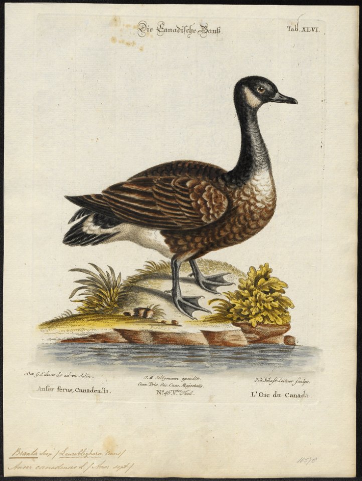 Branta canadensis - 1700-1880 - Print - Iconographia Zoologica - Special Collections University of Amsterdam - UBA01 IZ17600173