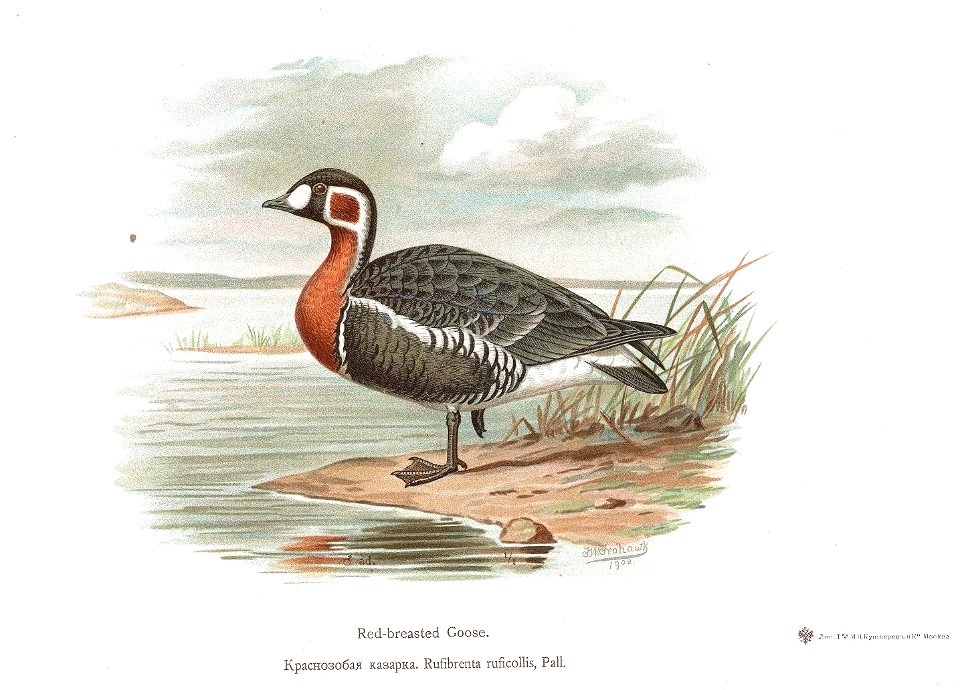 Branta ruficollis Alpheraky