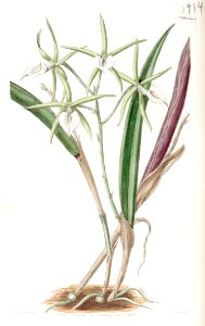 Brassavola subulifolia (as Brassavola cordata) - Edwards vol 22 pl 1913 (1836). Free illustration for personal and commercial use.