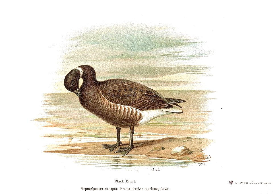 Branta bernicla 3 Alpheraky