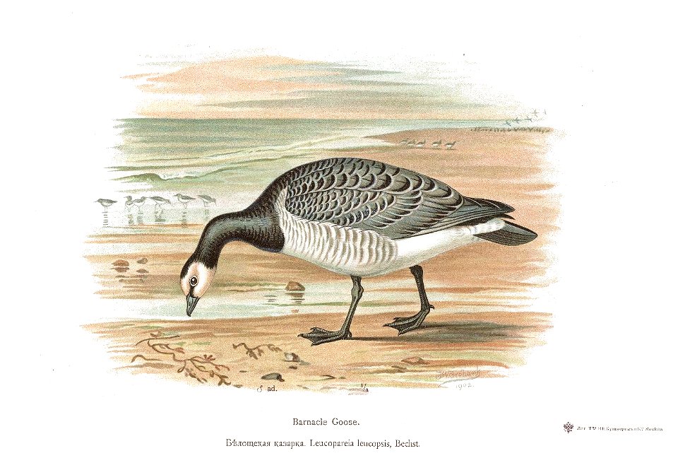 Branta leucopsis Alpheraky