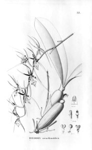 Brassia arachnoidea