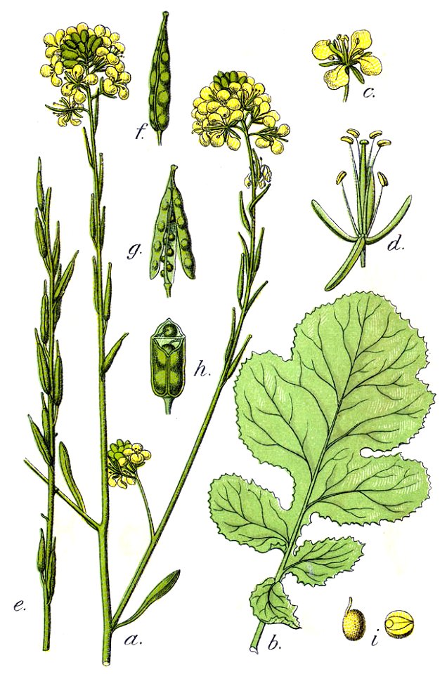 Brassica nigra Sturm38