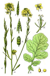 Brassica nigra Sturm38