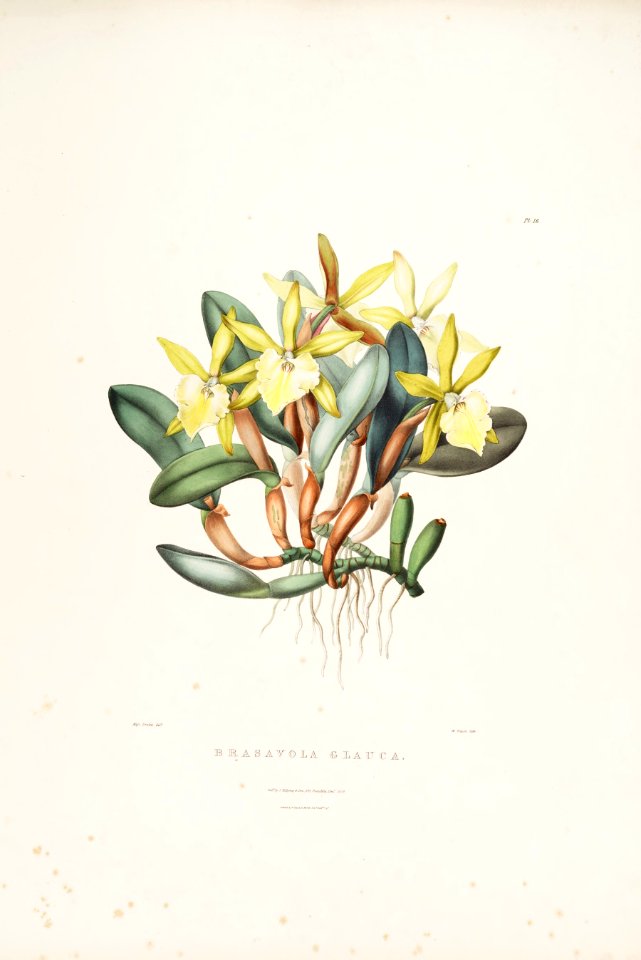 Brassavola glauca - Bateman Orch Mex. (1837-1843) pl. 16