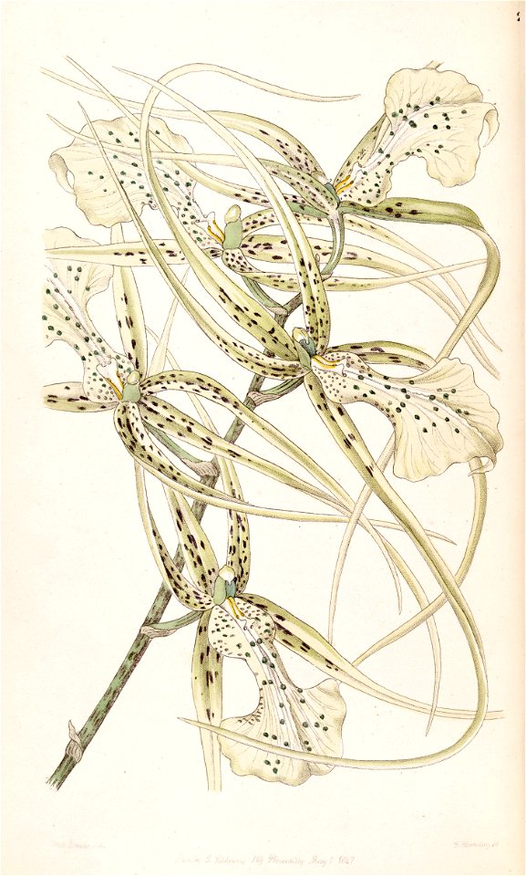 Brassia verrucosa (as Brassia brachiata) - Edwards vol 33 (NS 10) pl 29 (1847)
