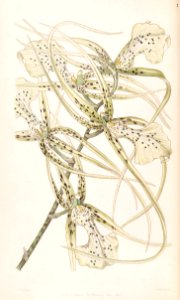 Brassia verrucosa (as Brassia brachiata) - Edwards vol 33 (NS 10) pl 29 (1847)