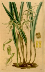 Brassavola subulifolia (as Brassavola cordata) - Curtis' 66 (N.S. 13) pl. 3782 (1840). Free illustration for personal and commercial use.