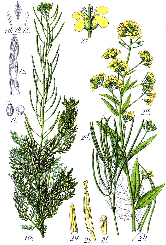 Brassicaceae spp Sturm5