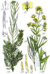 Brassicaceae spp Sturm5. Free illustration for personal and commercial use.