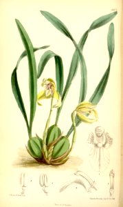 Brasiliorchis porphyrostele (as Maxillaria porphyrostele) - Curtis' 106 (Ser. 3 no. 36) pl. 6477 (1880)