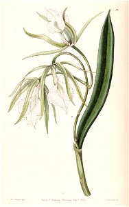Brassavola venosa - Edwards vol 26 (NS 3) pl 39 (1840)