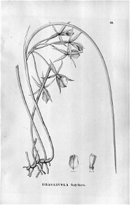 Brassavola flagellaris - Flora Brasiliensis 3-5-60