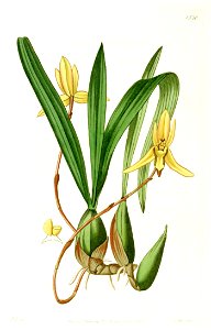 Brasiliorchis marginata (as Cymbidium marginatum) - Edwards vol 18 pl 1530 (1832). Free illustration for personal and commercial use.