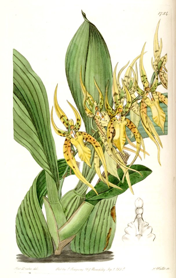 Brassia lanceana - Edwards vol 21 pl 1754 (1836)