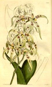 Brassia maculata - Curtis' 41 pl. 1691 (1815)