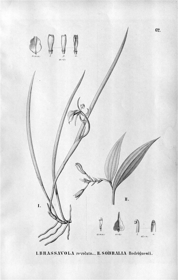 Brassavola revoluta - Palmorchis sobralioides (as Sobralia rodriguesii) - Fl.Br.3-5-62