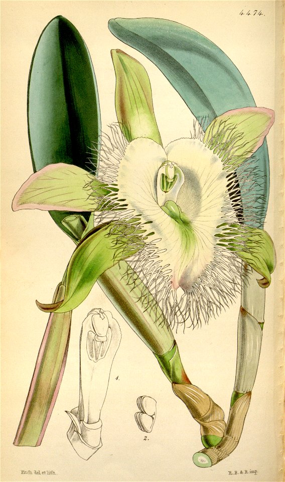 Brassavola digbyana - Curtis' 75 tab 4474 (1849)