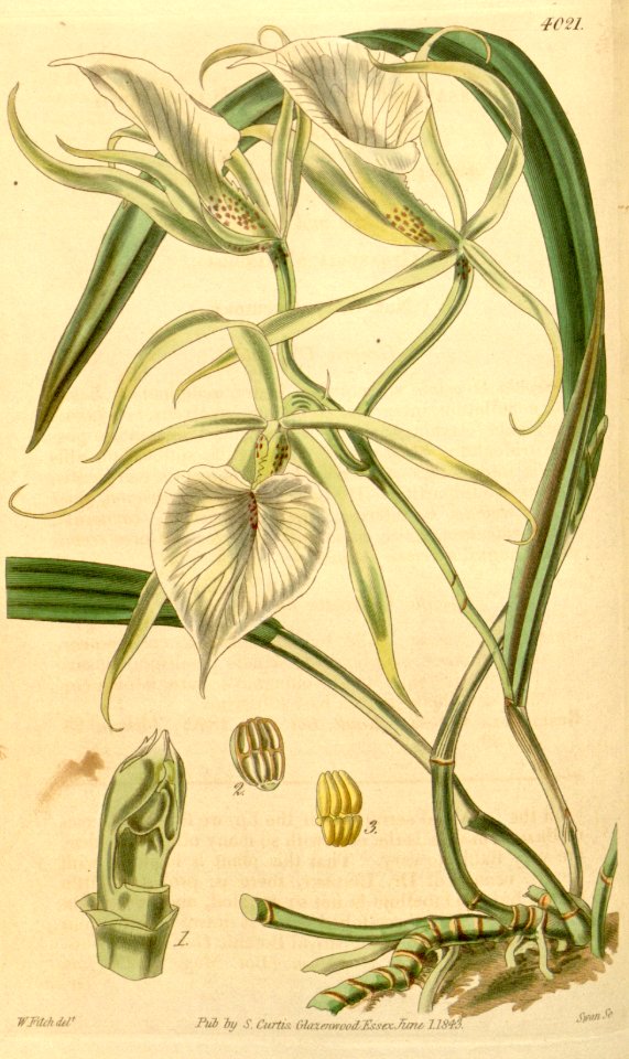 Brassavola venosa - Curtis' 69 (N.S. 16) pl. 4021 (1843)