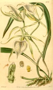 Brassavola venosa - Curtis' 69 (N.S. 16) pl. 4021 (1843). Free illustration for personal and commercial use.
