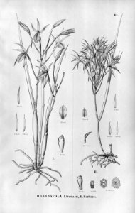 Brassavola martiana . . .Flora Brasiliensis 3-5-61