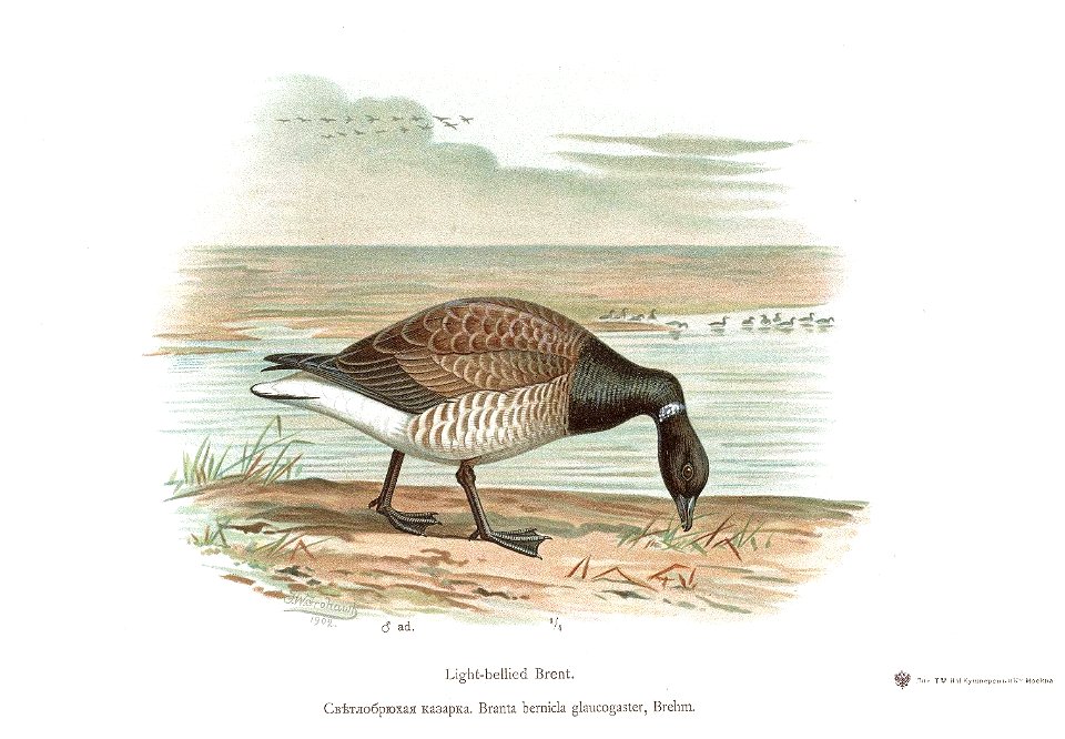 Branta bernicla 2 Alpheraky