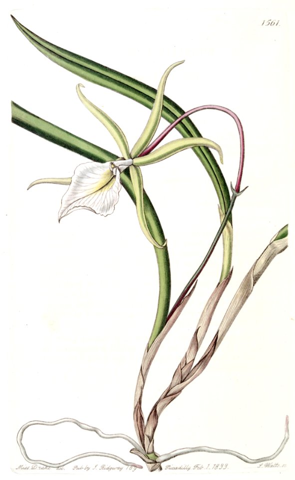 Brassavola tuberculata (as Brassavola perrinii) - Edwards vol 18 pl 1561 (1832)