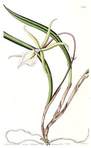 Brassavola tuberculata (as Brassavola perrinii) - Edwards vol 18 pl 1561 (1832). Free illustration for personal and commercial use.