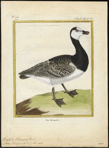 Branta leucopsis - 1700-1880 - Print - Iconographia Zoologica - Special Collections University of Amsterdam - UBA01 IZ17600179