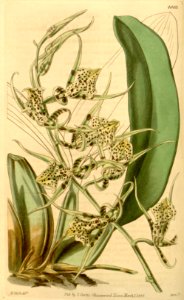 Brassia maculata (as Brassia wrayae) - Curtis' 69 (N.S. 16) pl. 4003 (1843)