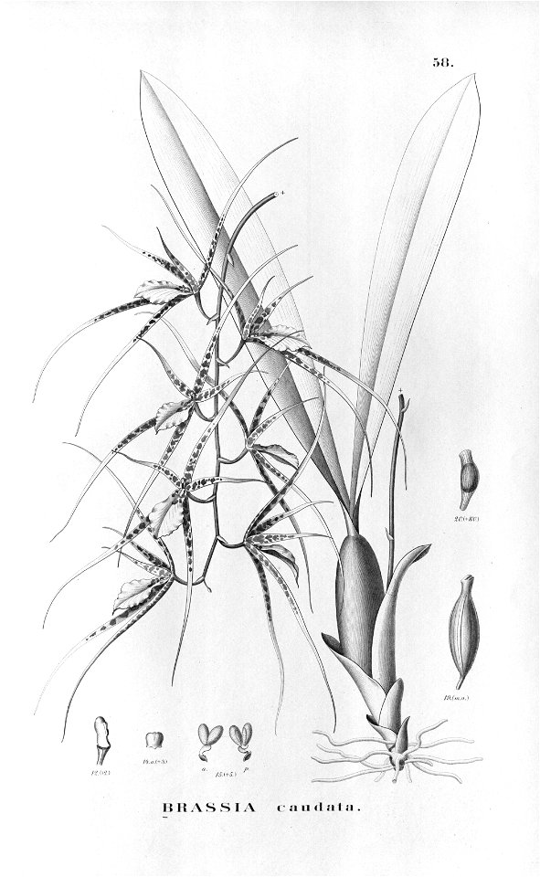 Brassia caudata (L.) Lind ...............Flora Brasiliensis 3-6-58