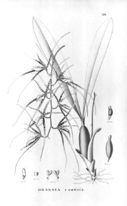 Brassia caudata (L.) Lind ...............Flora Brasiliensis 3-6-58