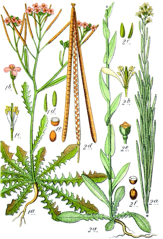Brassicaceae spp Sturm16