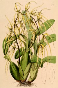 Brassia macrostachya (= lanceana) - Sertum - Lindley pl. 6 (1838) (cropped)
