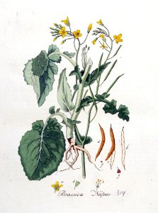 Brassica napus — Flora Batava — Volume v4