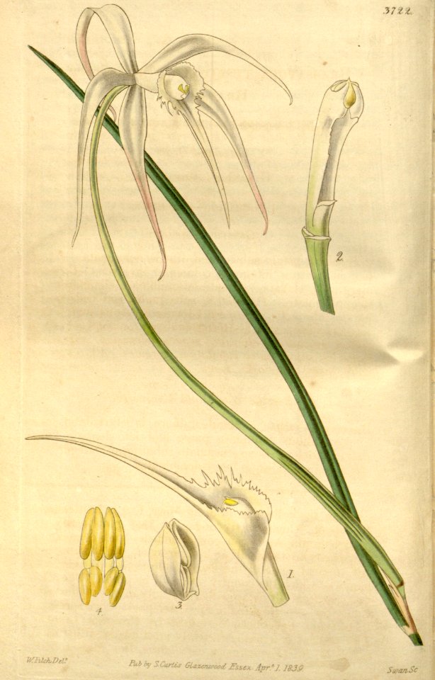 Brassavola cucullata (as Brassavola cuspidata) - Curtis' 66 (N.S. 13) pl. 3722 (1840)