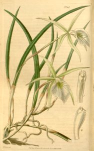 Brassavola tuberculata (as Brassavola perrinii) - Curtis' 66 (N.S. 13) pl. 3761 (1840). Free illustration for personal and commercial use.