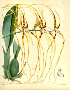 Brassia arcuigera (as Brassia lawrenceana var. longissima) - Curtis' 95 (Ser. 3 no. 25) pl. 5748 (1869)