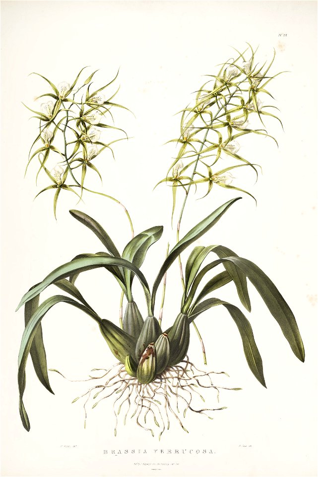 Brassia verrucosa - Bateman Orch. Mex. Guat. - tab. XXII (1837-1843)