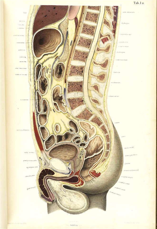Braune Topiographisch-anatomischer Atlas 01b