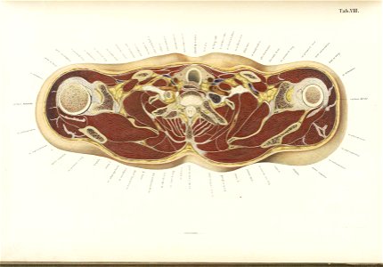 Braune Topiographisch-anatomischer Atlas 08