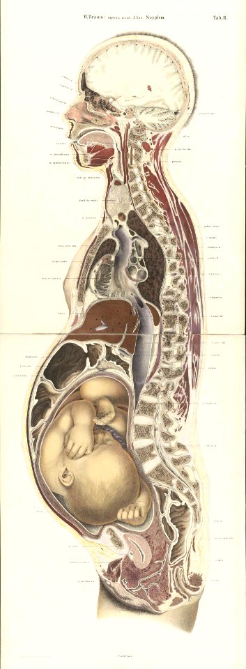Braune Topiographisch-anatomischer Atlas supplement 2 B1
