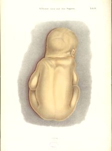 Braune Topiographisch-anatomischer Atlas supplement D