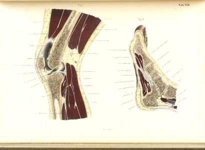 Braune Topiographisch-anatomischer Atlas 22