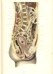 Braune Topiographisch-anatomischer Atlas 02b